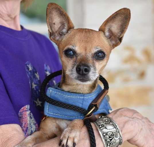 Photo of Josie