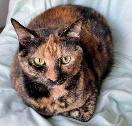 Photo of Penny  *A PRIORITY PET*