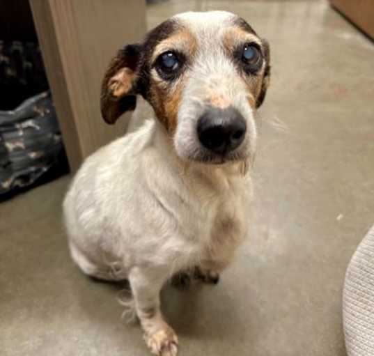 Photo of Junebug