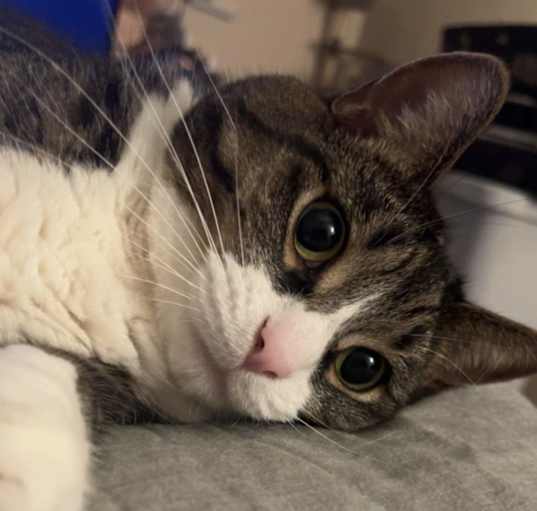 Photo of Opie