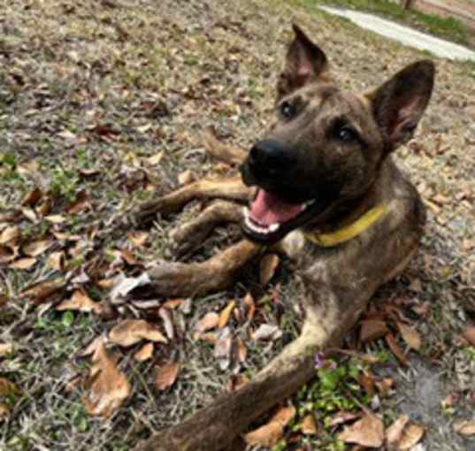 Photo of Rebel