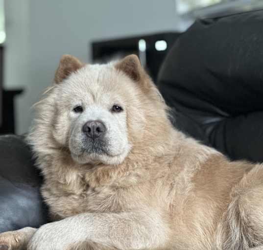 Photo of Lulu