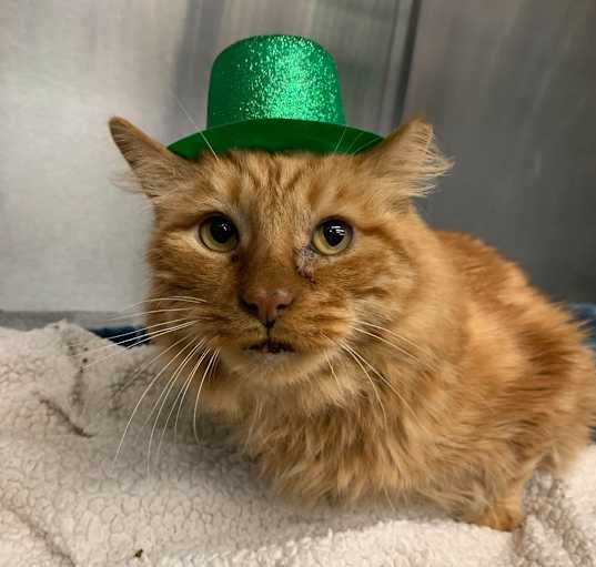 Photo of Garfield