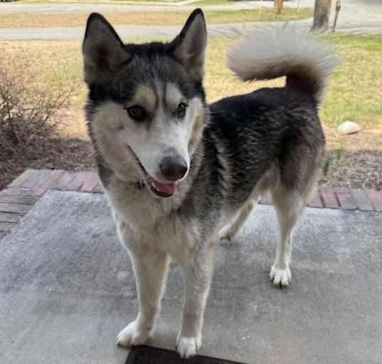 Photo of Nesus-Adoptable Awaiting S/N