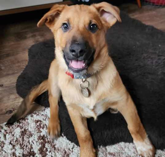 Photo of Starsky