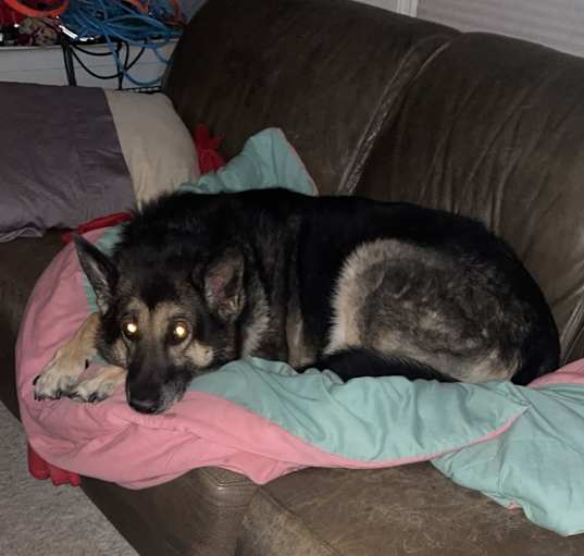 Photo of Shelby