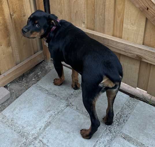 Photo of Luna