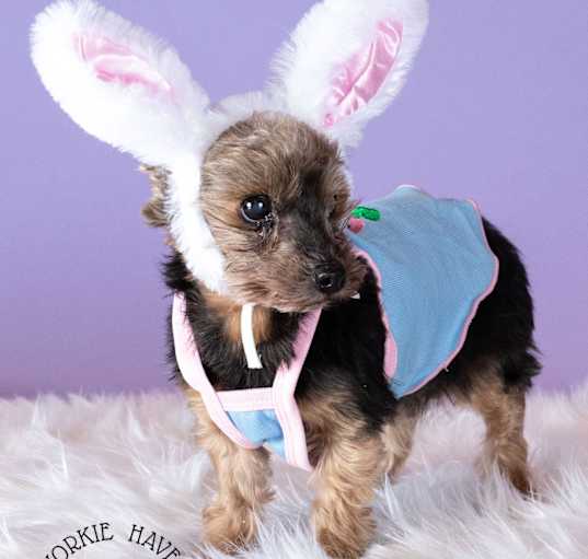 Photo of Rosie