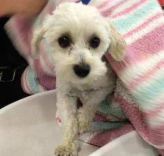 Photo of CHLOE