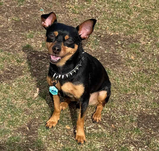 Photo of Bruiser
