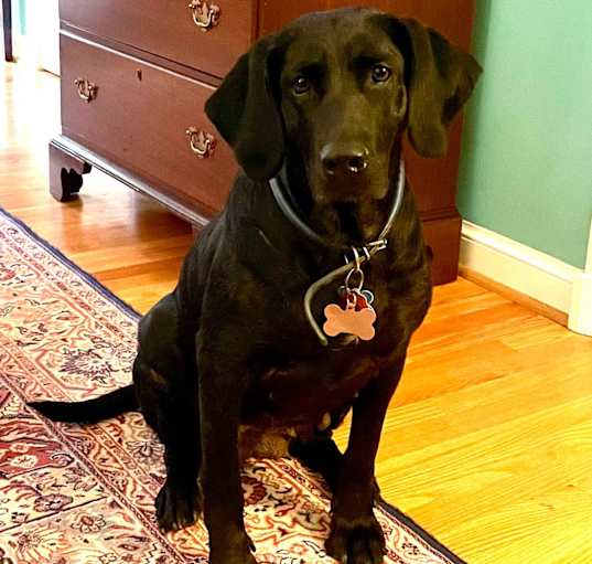 Photo of Daisy