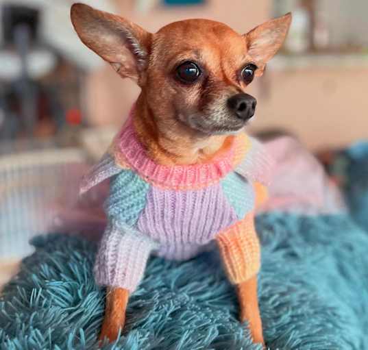 Photo of Tinkerbell