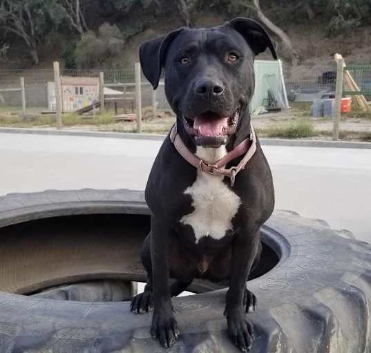 Photo of Obie (Obsidian)