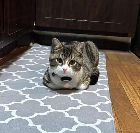 Photo of JillyBean