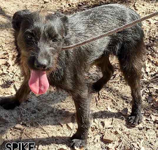 Photo of Spike