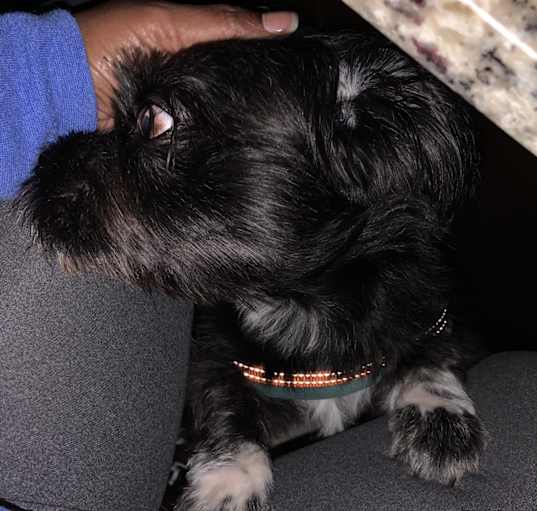 Photo of Shadow