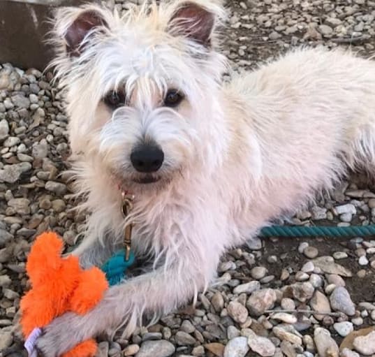 Photo of Scrappy