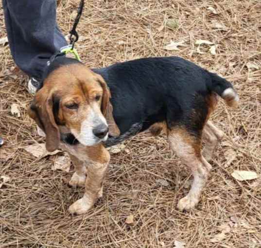 Photo of Sam*Adopt or Foster*