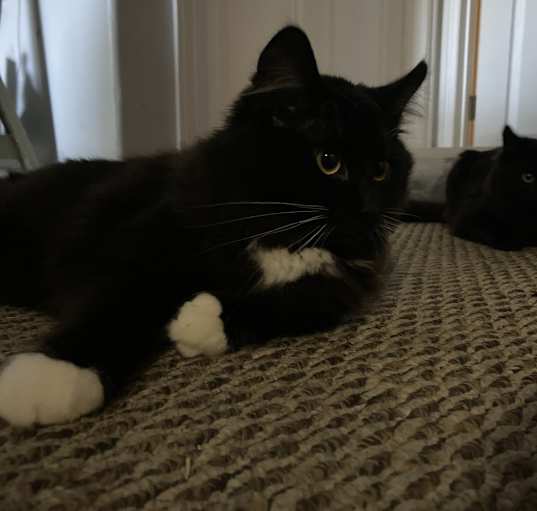 Photo of Jeepers