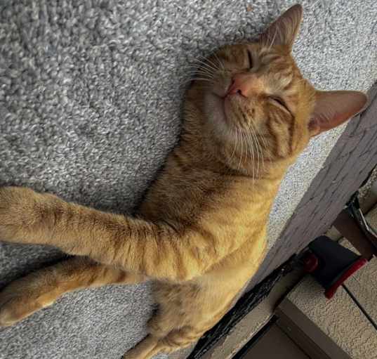 Photo of Pumpkin