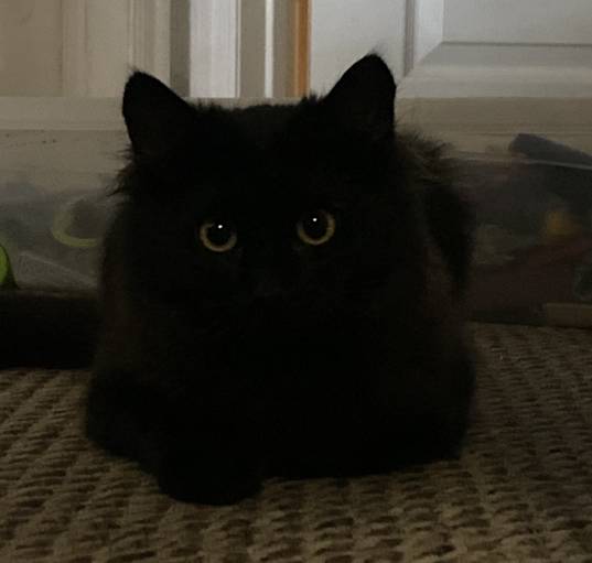 Photo of Creeper