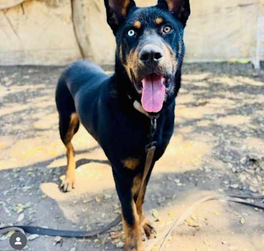 Photo of HONCHO
