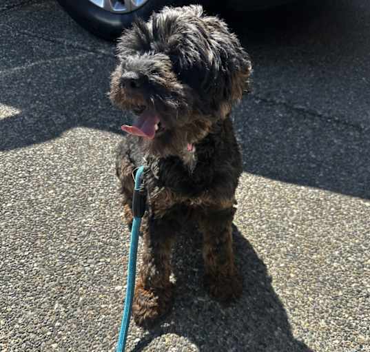 Photo of Brownie