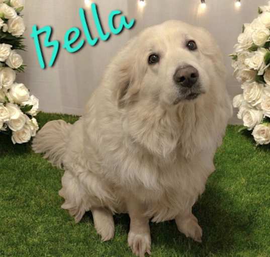 Photo of Bella