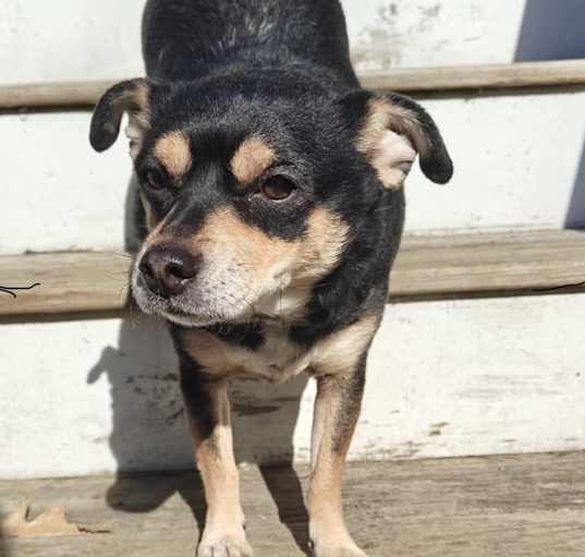 Photo of Toby