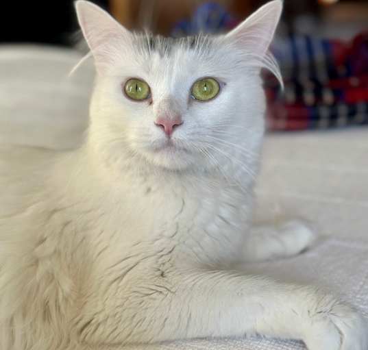 Photo of Daisy