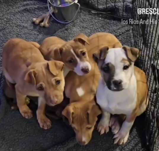 Photo of Basket of puppies