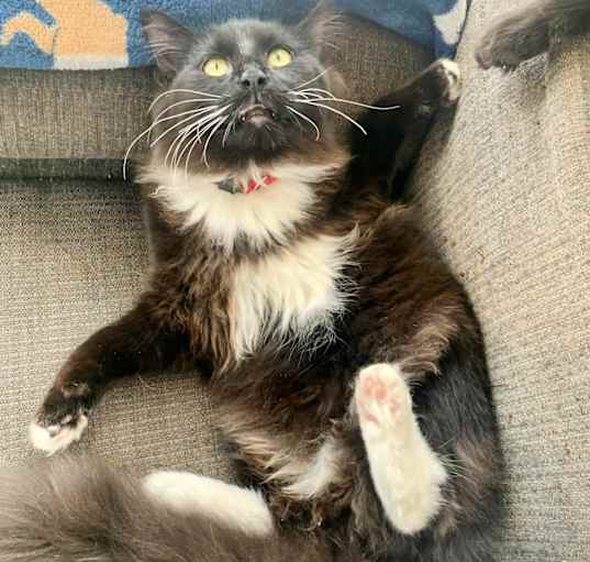 Photo of Ponti