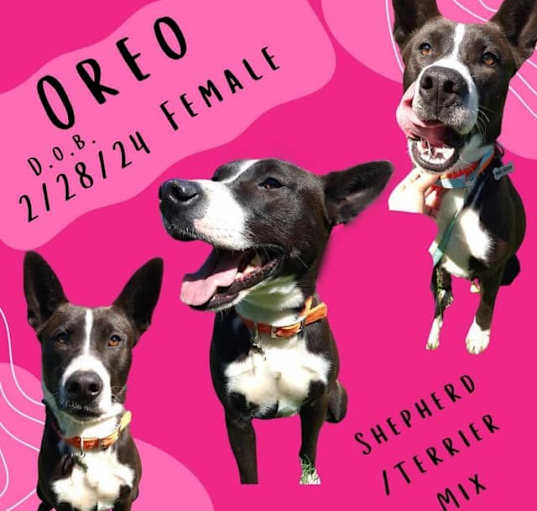 Photo of Oreo