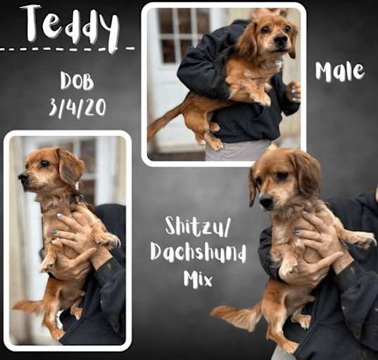 Photo of Teddy