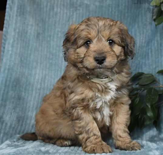 Photo of Ollie