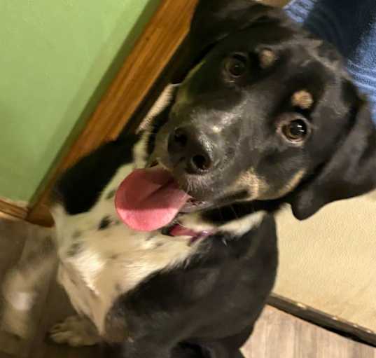 Photo of Lucy