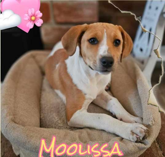 Photo of Moolissa