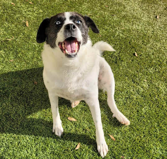 Photo of Gracie 0570