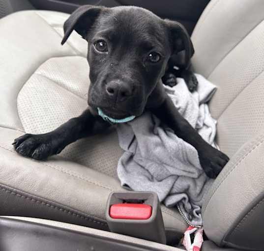 Photo of Maximus Decimus Meridius 0519