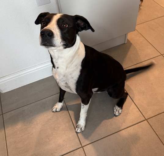 Photo of Moo