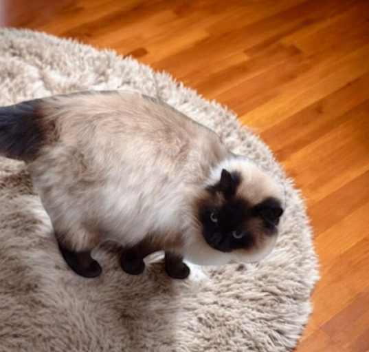 Photo of Jinxi