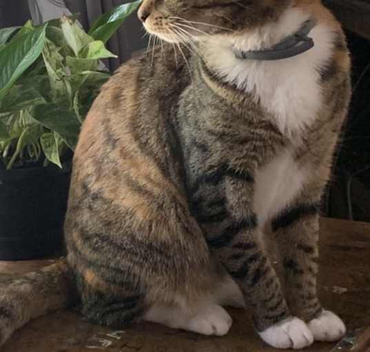 Photo of Izzy
