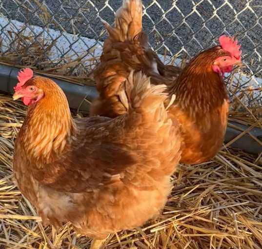 Photo of Chickens!