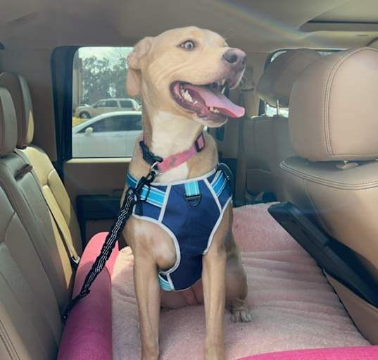 Photo of Honey