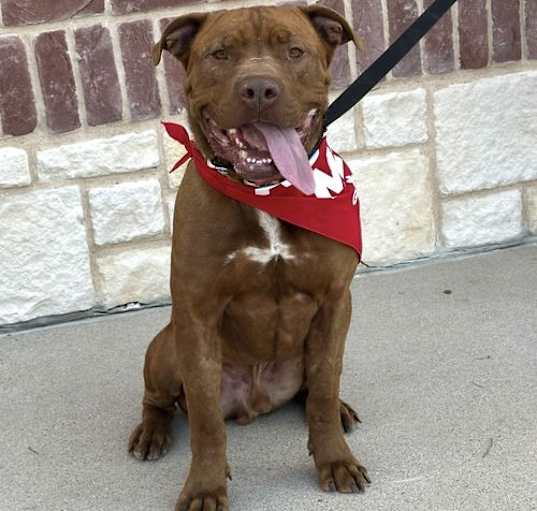 Photo of Tank