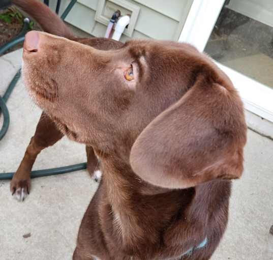 Photo of ziggy