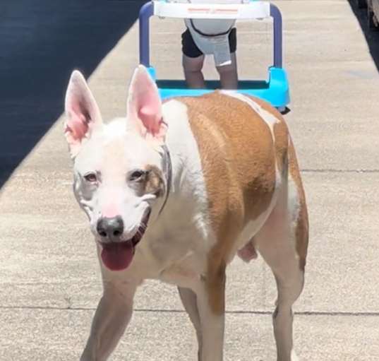 Photo of Shiner