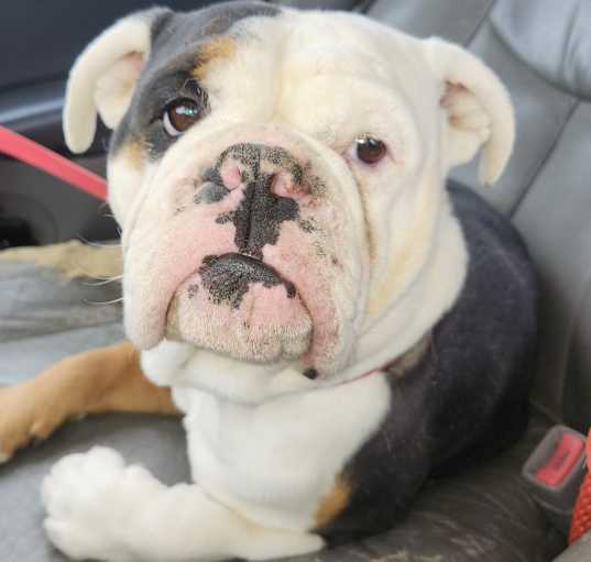 Photo of Shorty