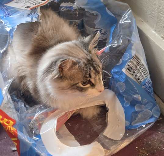 Photo of Bandit