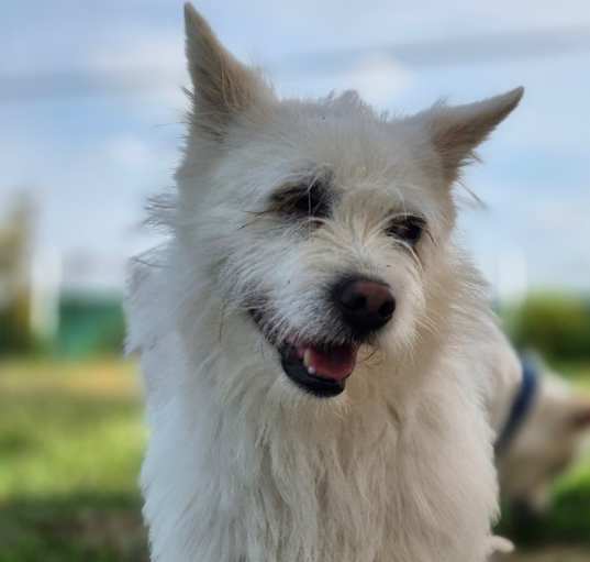 Photo of Milo